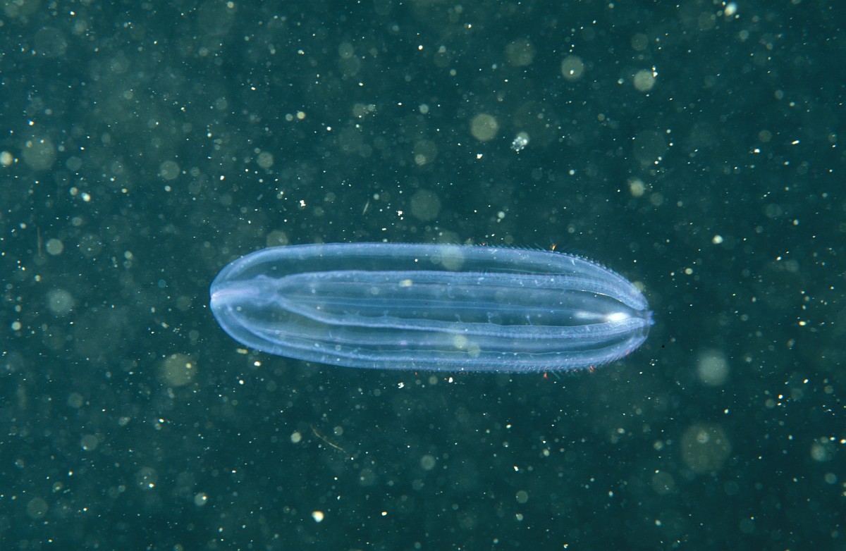 Beroe cucumis, Pink Slipper Comb Jelly